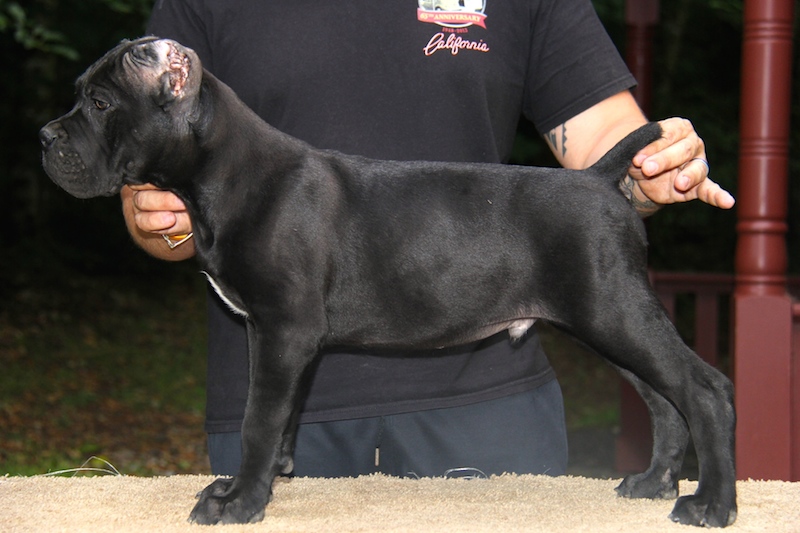 cane corso puppies for sale old world